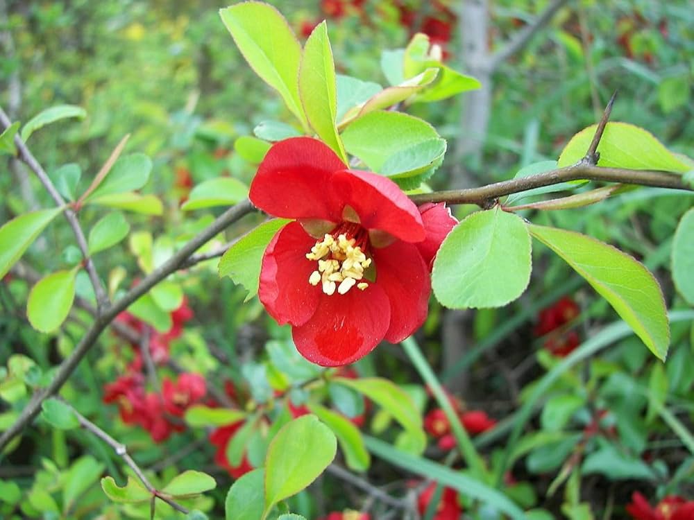 Quince Chaenomeles Japonica Japanese Flowering Seeds for Planting – Ideal for Ornamental Home Garden Use