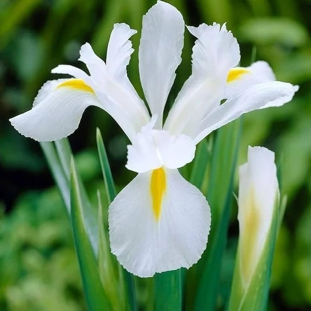 Dhara Seeds Iris germanica Seeds - Thumbnail 2