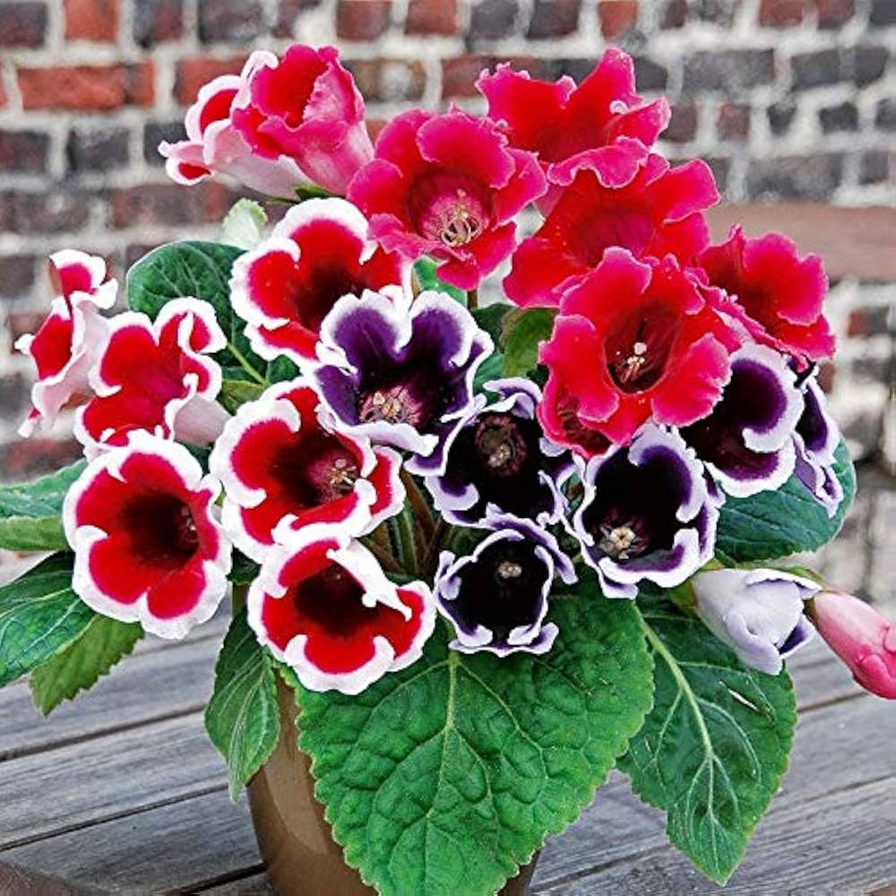Gloxinia Flower Seeds in Violet White - 100 pcs
