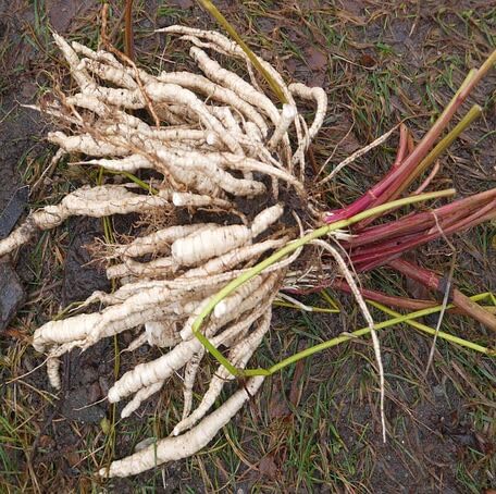 White Skirret - Heirloom, Non - Gmo Seeds