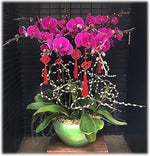 Pink Butterfly Orchid Flower Seeds - 100 pcs for planting in your garden.