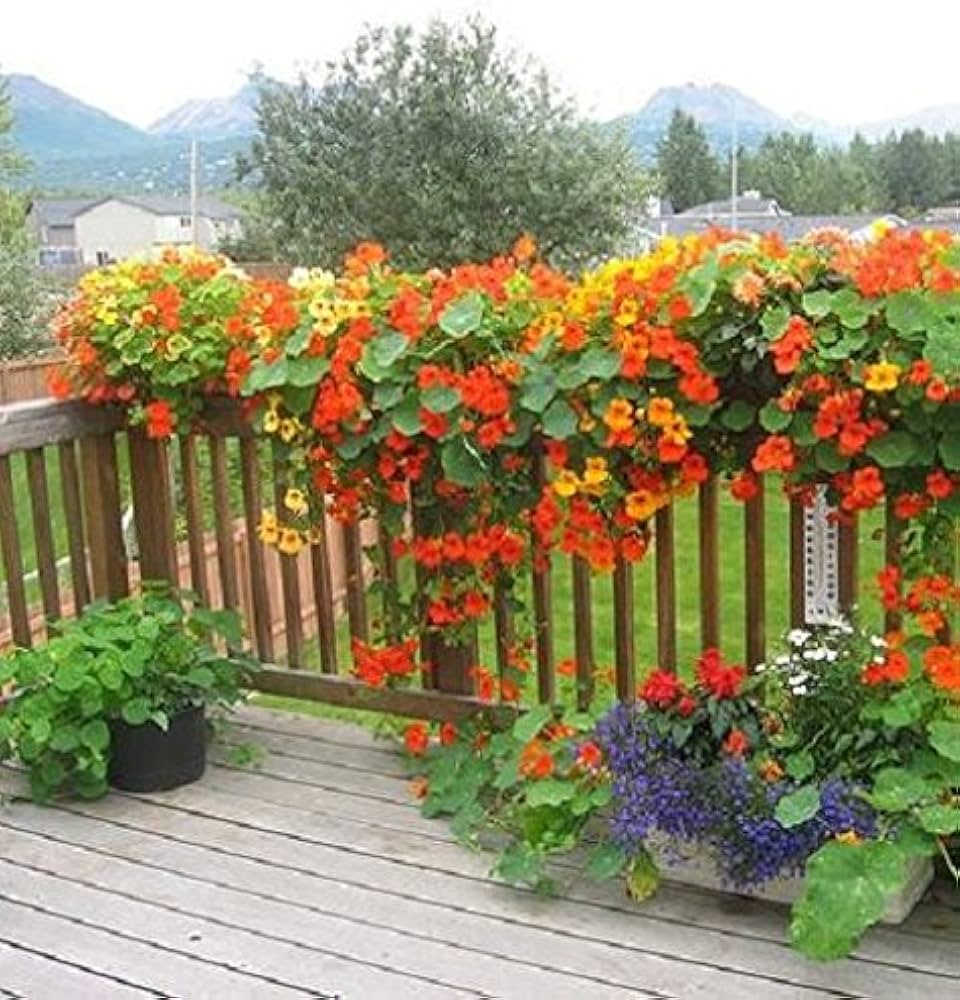 Nasturtium Flower Seeds (Red & Yellow) – Fresh Seeds for Planting Kapuzinerkresse Flowers
