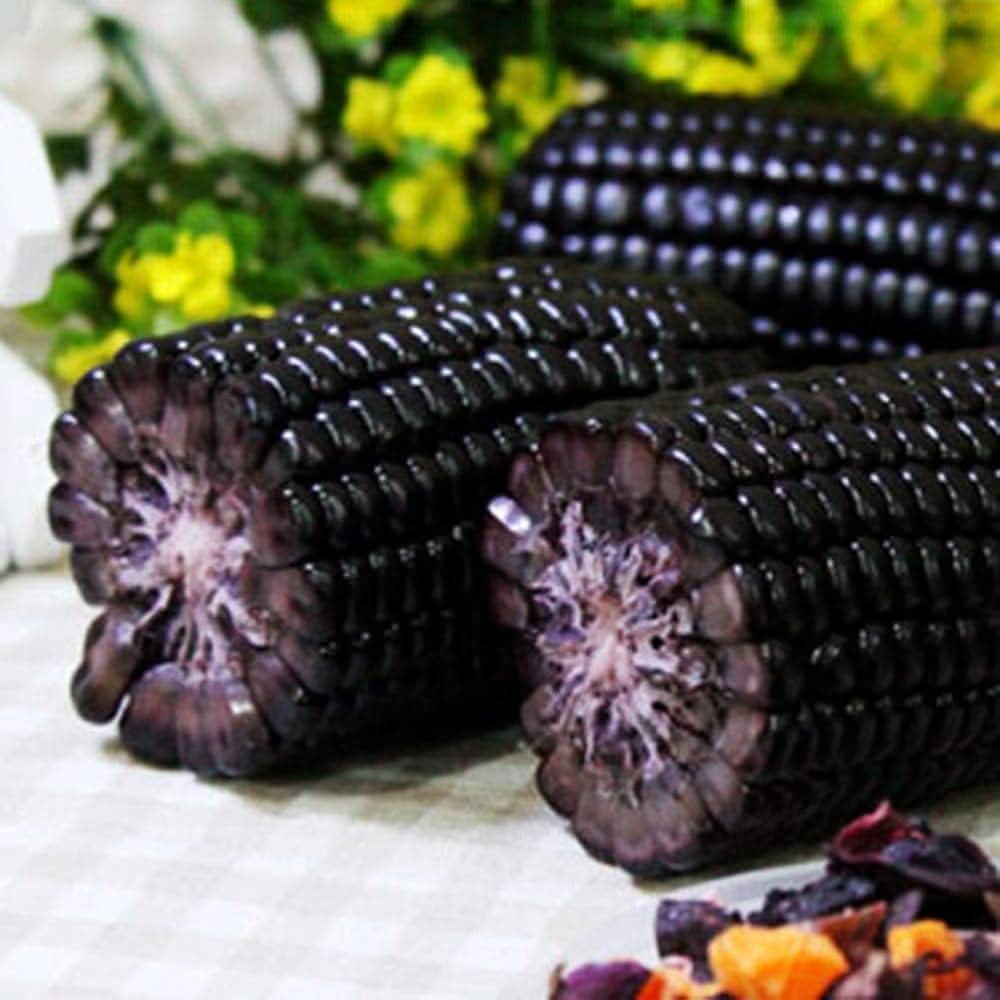 Black corn heirloom variety grown from seeds with dark, glossy kernels and rich flavor