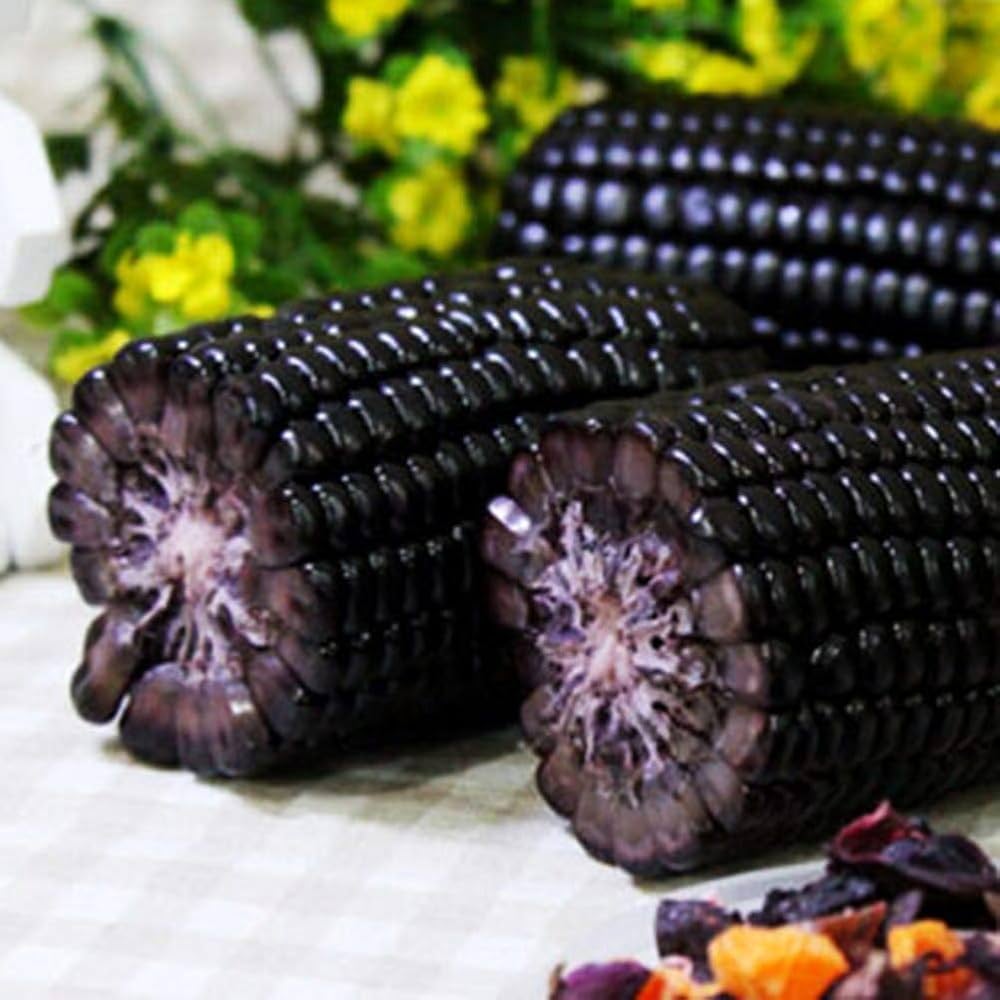 Corn Zea Mays Black Jade Dwarf Sweet Vegetable Seeds for Planting – Suitable for Kitchen Garden and Small Spaces