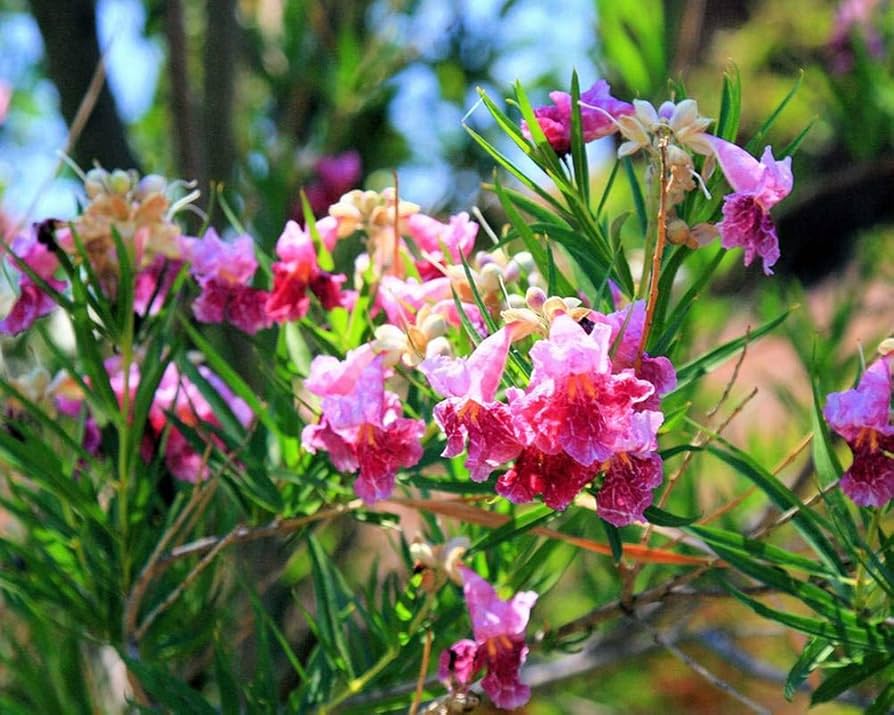 Desert Willow Chilopsis linearis Flower Seeds for Planting in Landscape and Garden