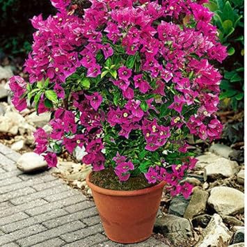 Heirloom Thick Pink Bougainvillea Flower Seeds for Planting – Non-GMO, Vibrant Climbing Blooms for planting in your garden.