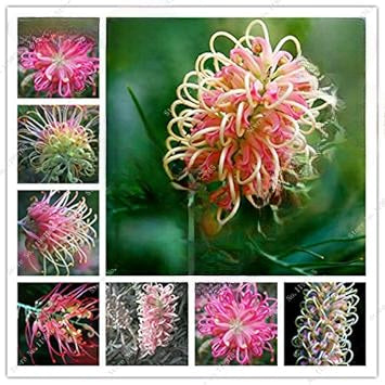 Mixed Grevillea Flower Seeds for Planting - 100 seeds for planting in home garden
