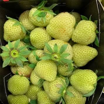 Light Green Strawberry Fruit Seeds for Growing Sweet and Nutritious Strawberries