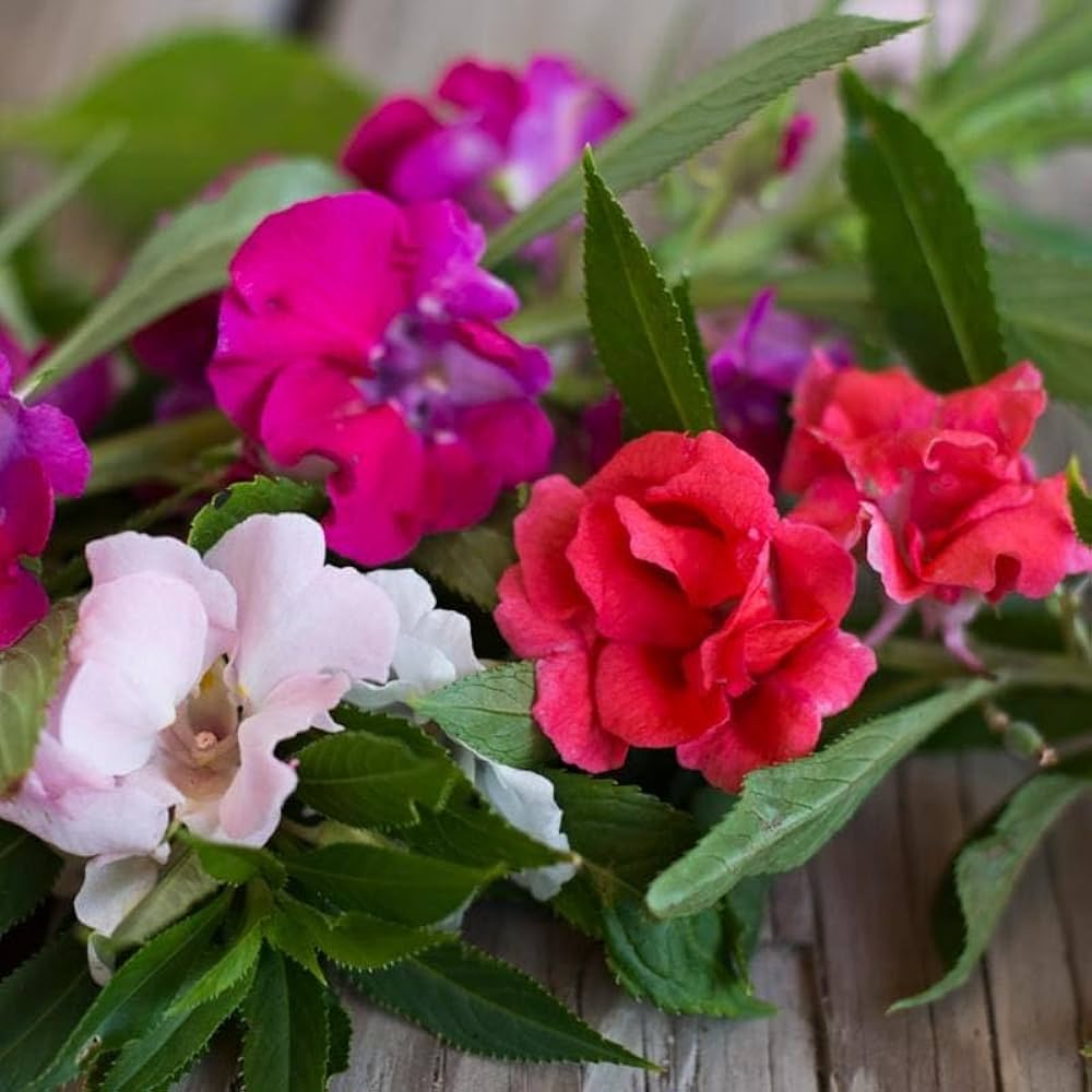 Mixed Rose Rosa Hybrida Flowering Seeds For Planting