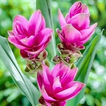perennial-heirloom-non-gmo-siam-tulip-seeds

