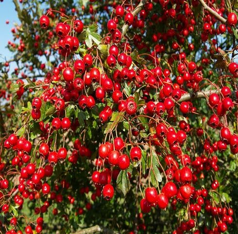 Red Crataegus Fruit - Heirloom, Non - Gmo Seeds