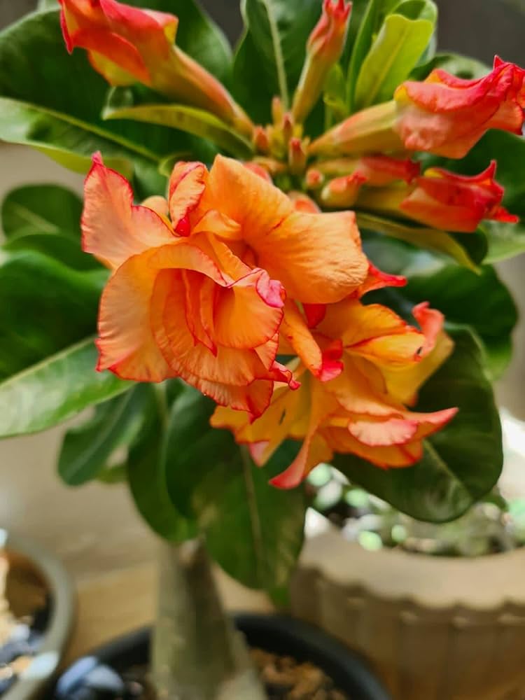 Desert Rose Adenium Obesum Orange Pink Flower Seeds for Planting