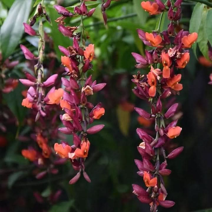Thunbergia Coccinea Flower Seeds for Planting – Tropical Climbing Garden Blooms