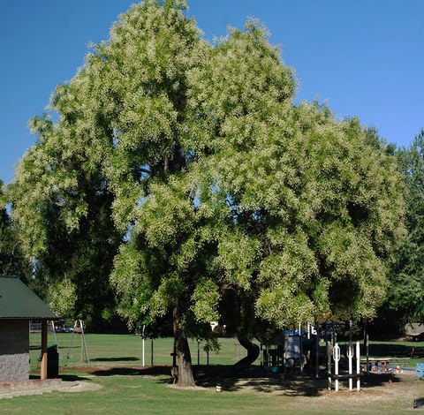Green Styphnolobium Japonicum Tree - Heirloom, Non - Gmo Seeds