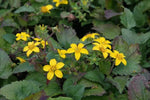 "heirloom-goldenstar-flower-chrysogonum-seeds-for-planting"

