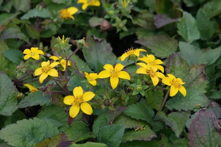 "heirloom-goldenstar-flower-chrysogonum-seeds-for-planting"

