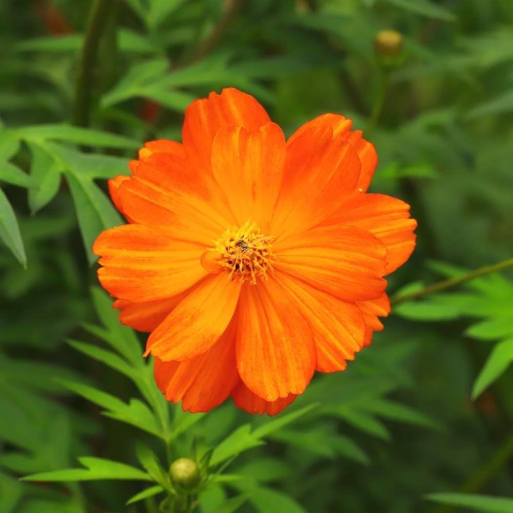 Cosmos Cosmic Orange Flower Seeds for Vibrant Orange Blooms in the Garden