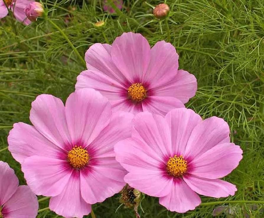 Cosmos bipinnatus Gloria for garden