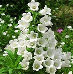 Campanula Canterbury Double White Bell seeds for graceful blooms