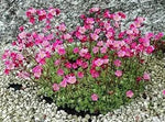 Heirloom Saxifrage Rose Plant Seeds – Non-GMO Garden Seeds for Planting, Ideal for Your Garden Dhara Seeds