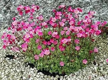 Heirloom Saxifrage Rose Plant Seeds – Non-GMO Garden Seeds for Planting, Ideal for Your Garden Dhara Seeds