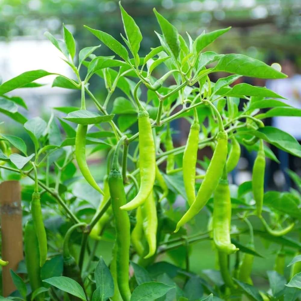 Chili Hot Vegetable Seeds (Dark Red) – Fresh Seeds for Growing Dark Red Chili Peppers