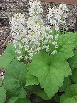 Tiarella (Tiarella scientific name) for planting in garden