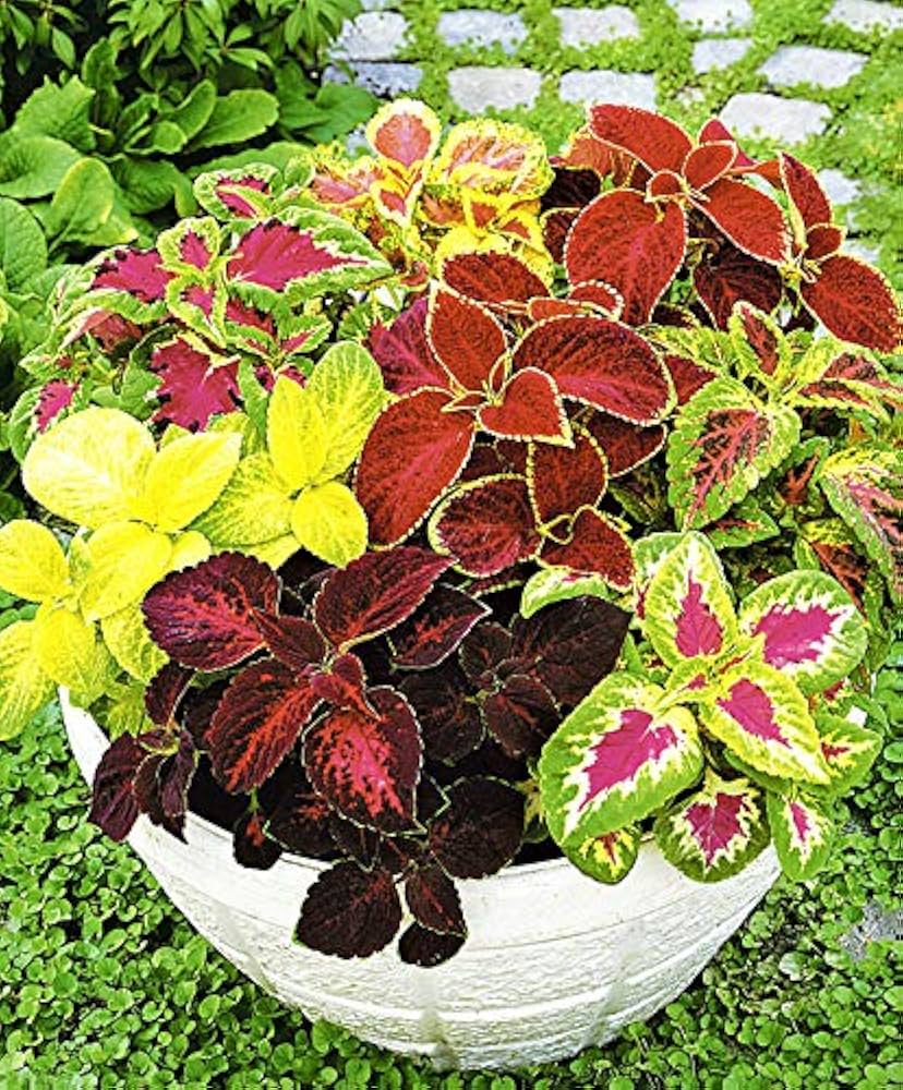Begonia Begonia Rex Mixed Bonsai Flower Seeds for Planting – Colorful Coleus Variety for Decorative Pots and Borders