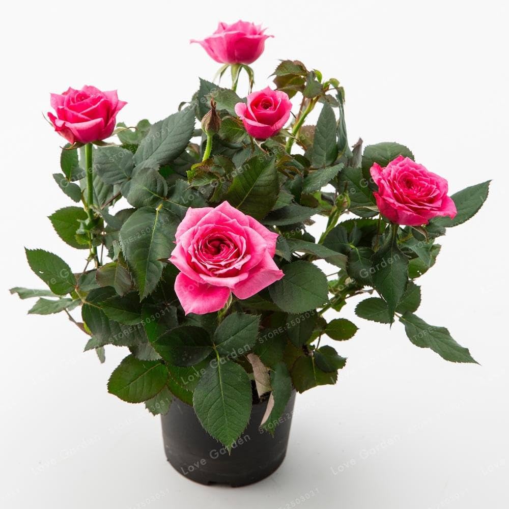 European Rose Tree Seeds Rosa spp. for Ornamental Garden Growth