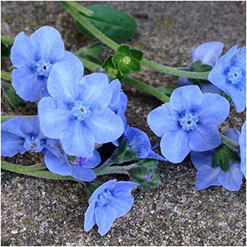 Chinese Pink Forget Me Not flower seeds for garden bed