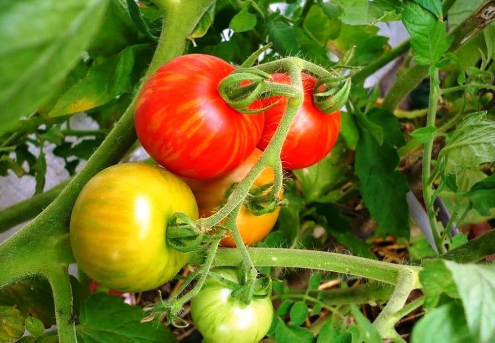 Tigerella Tomato Solanum lycopersicum Seeds for Planting in Vegetable Patch and Home Garden