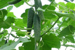 Gerade Acht organic heirloom cucumber for vegetable garden