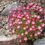 Pink Saxifraga Flower Seeds for Planting - NON GMO Seeds Dhara Seeds