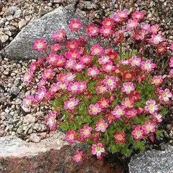 Pink Saxifraga Flower Seeds for Planting - NON GMO Seeds Dhara Seeds