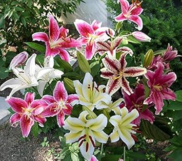 E Lily Flower - Heirloom, Non - Gmo Seeds