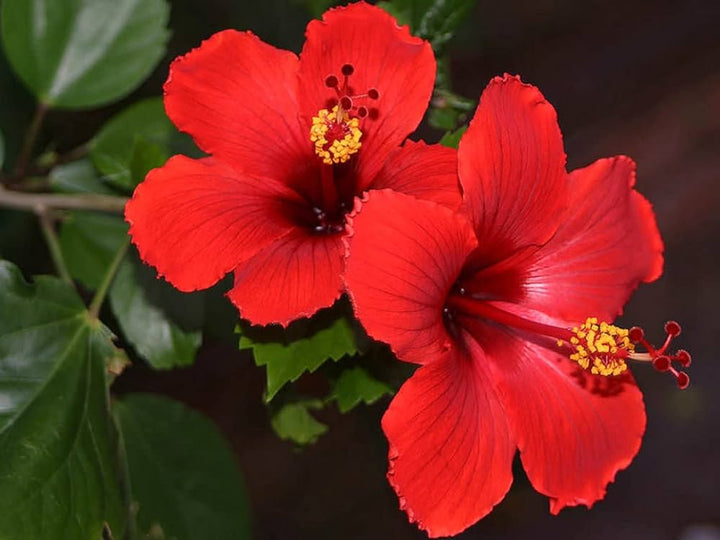 Heirloom Non-GMO Hibiscus Flower Seeds | Fresh Tropical Blooms for Garden & Balcony Planting