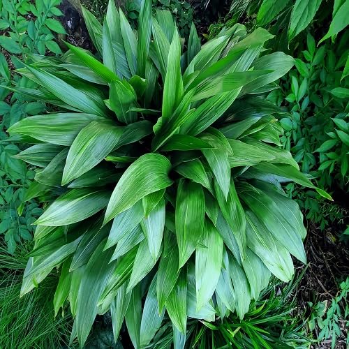 Green Aspidistra - Heirloom, Non - Gmo Seeds