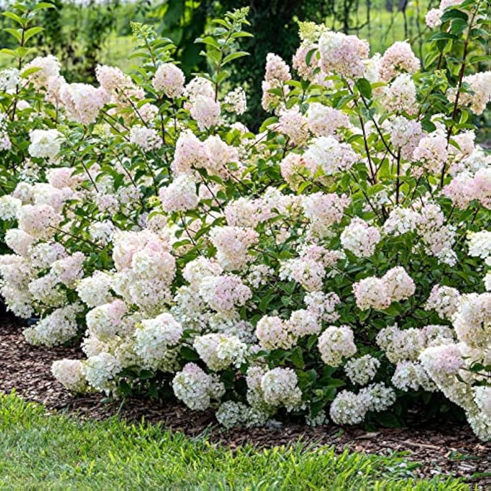 Hydrangea Hydrangea Paniculata White Strawberry Flower Seeds for Planting – Ideal for Home Garden and Ornamental Borders