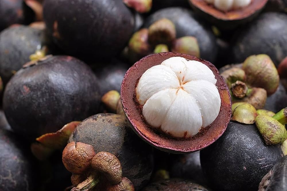 Purple Mangosteen (Garcinia mangostana) – Exotic, Sweet, and Juicy Tropical Fruit