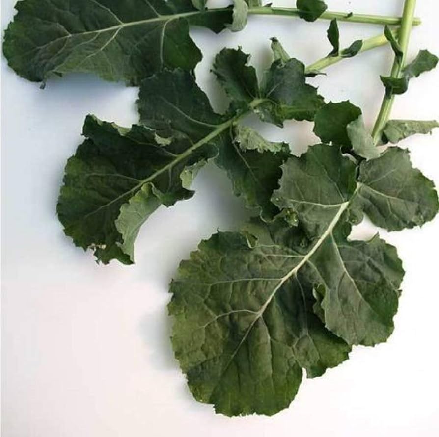 Tronchuda Kale Seeds Brassica oleracea for Planting in Vegetable Patch