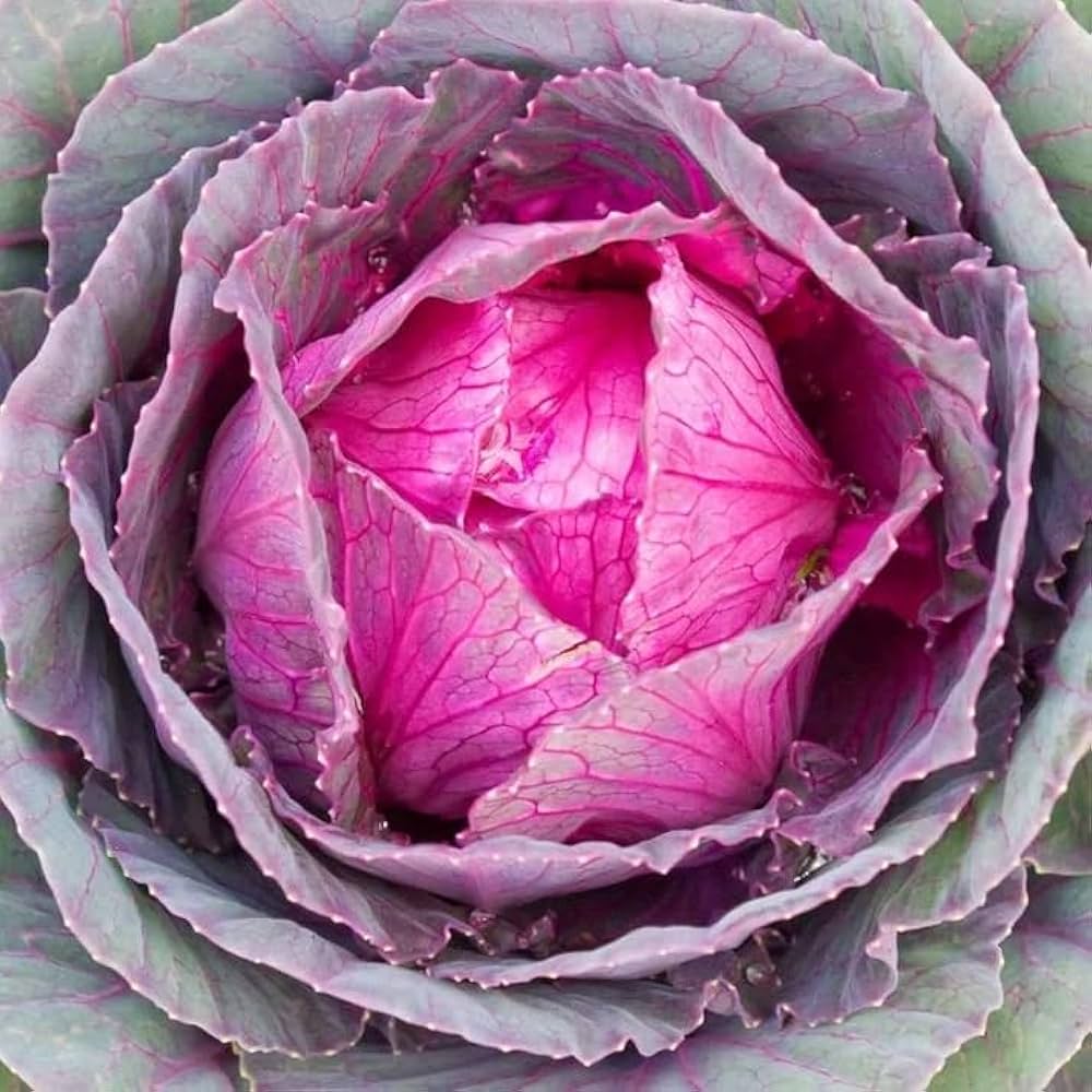 Cabbage Brassica Oleracea Red Acre Seeds for Planting vegetable patch urban garden
