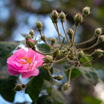 rosa chinensis seeds Dream Rose Rosa Chinensis Seeds Romantic Bloom – Dharaseeds