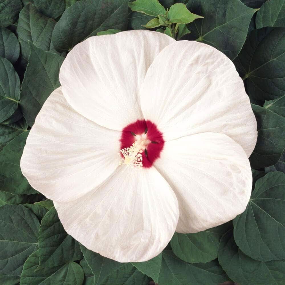 White - Rose for planting in home garden