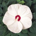 White - Rose for planting in home garden