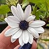 African Daisy Flower Seeds – Dimorphotheca Aurantiaca