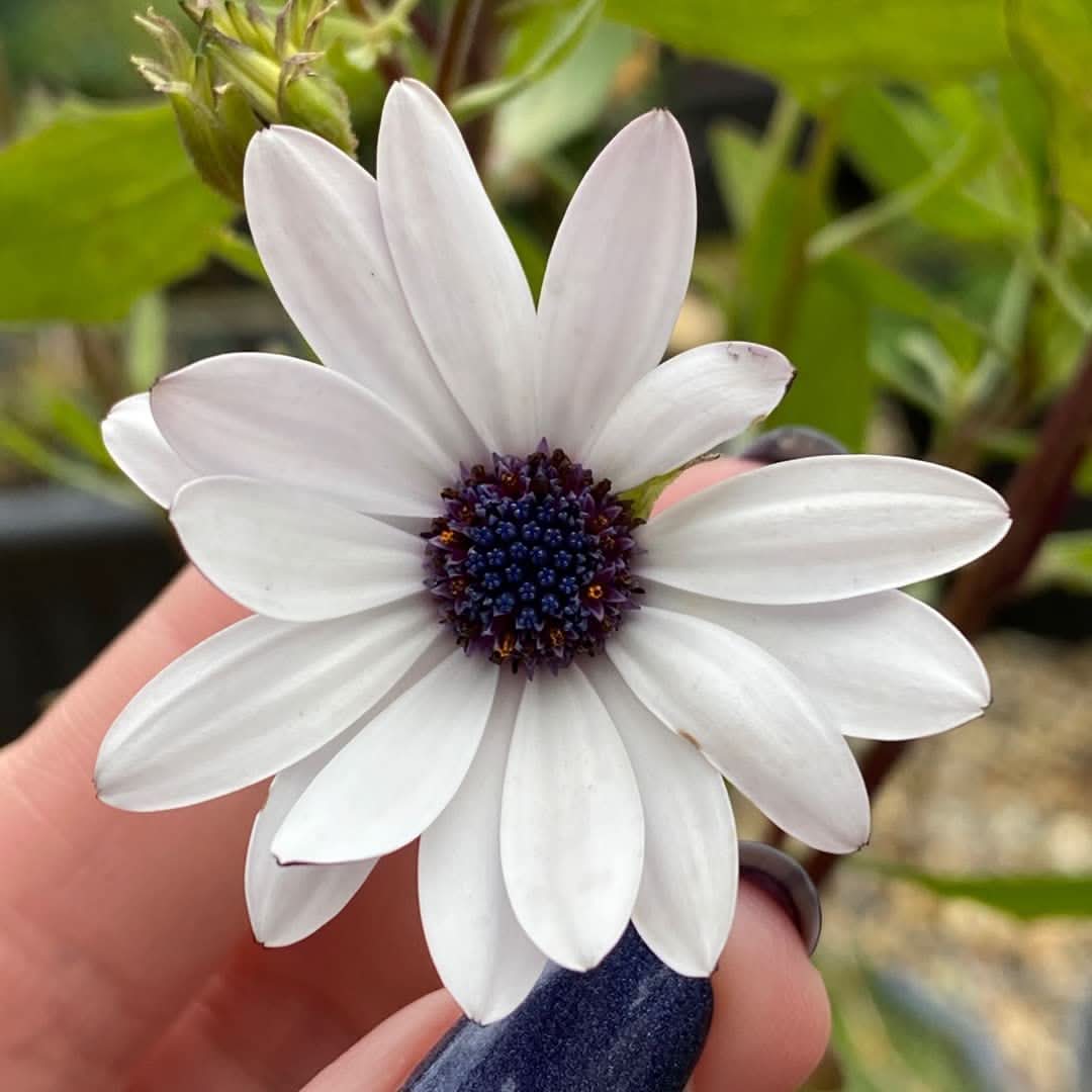 Garden Daisy Bellis Perennis Flower Seeds for Planting in Home Garden and Indoor Pots