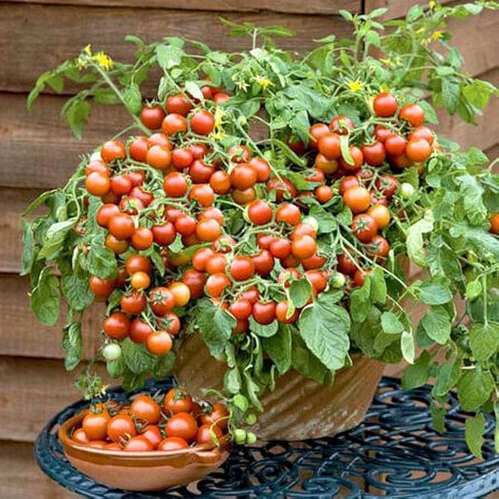 Tree Tomato Climbing Variety Light Gray Fruit Seeds
