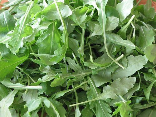 Arugula Eruca vesicaria vegetable seeds for planting in kitchen garden or indoor containers