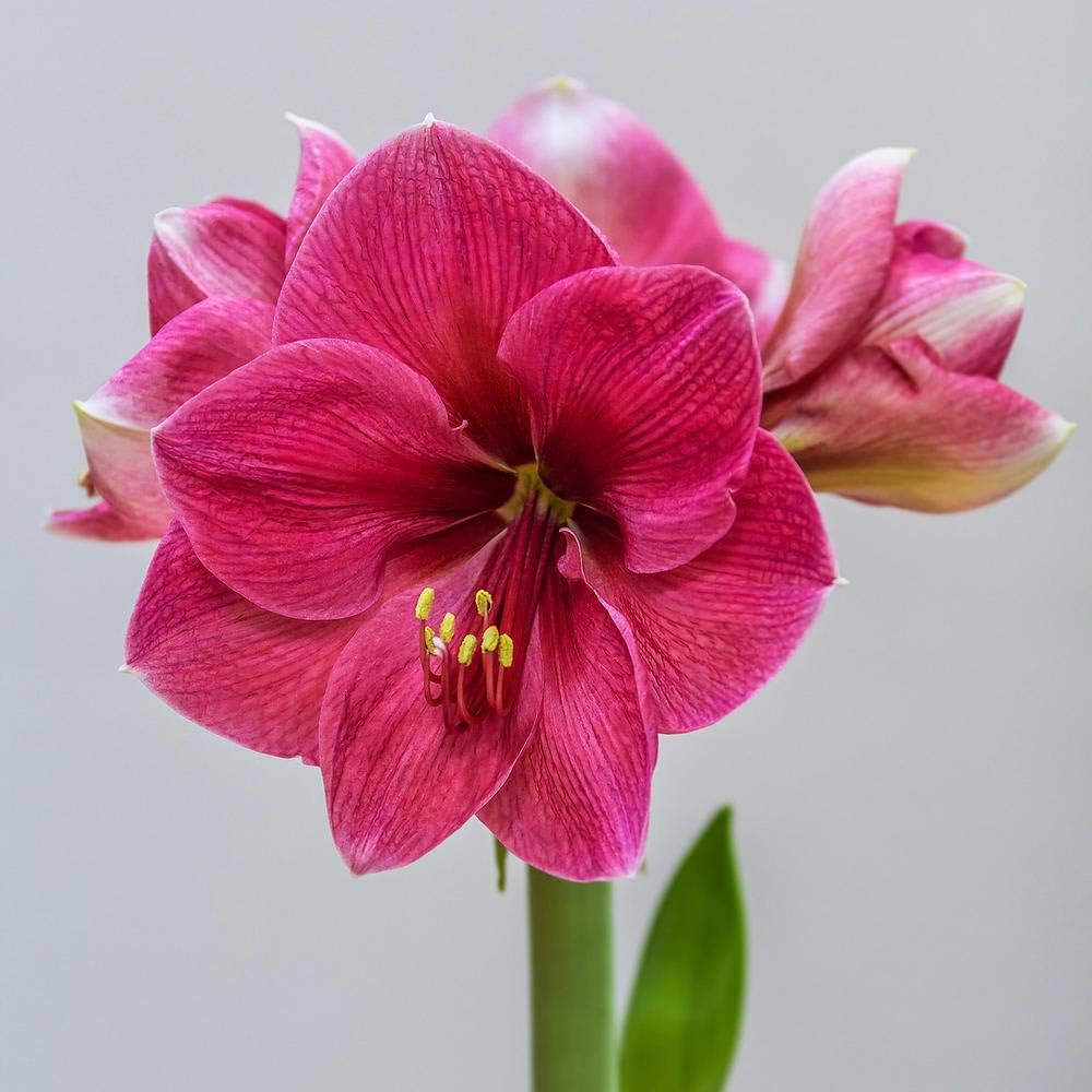 Heirloom Pink Echte Amaryllis Flower Seeds for Planting – Non-GMO, Large Blooming Flower Seeds