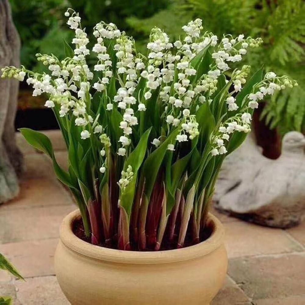 White Lily of the Valley Flower Seeds - Pieces of Convallaria Majalis with Rich Aroma for Bonsai Plants